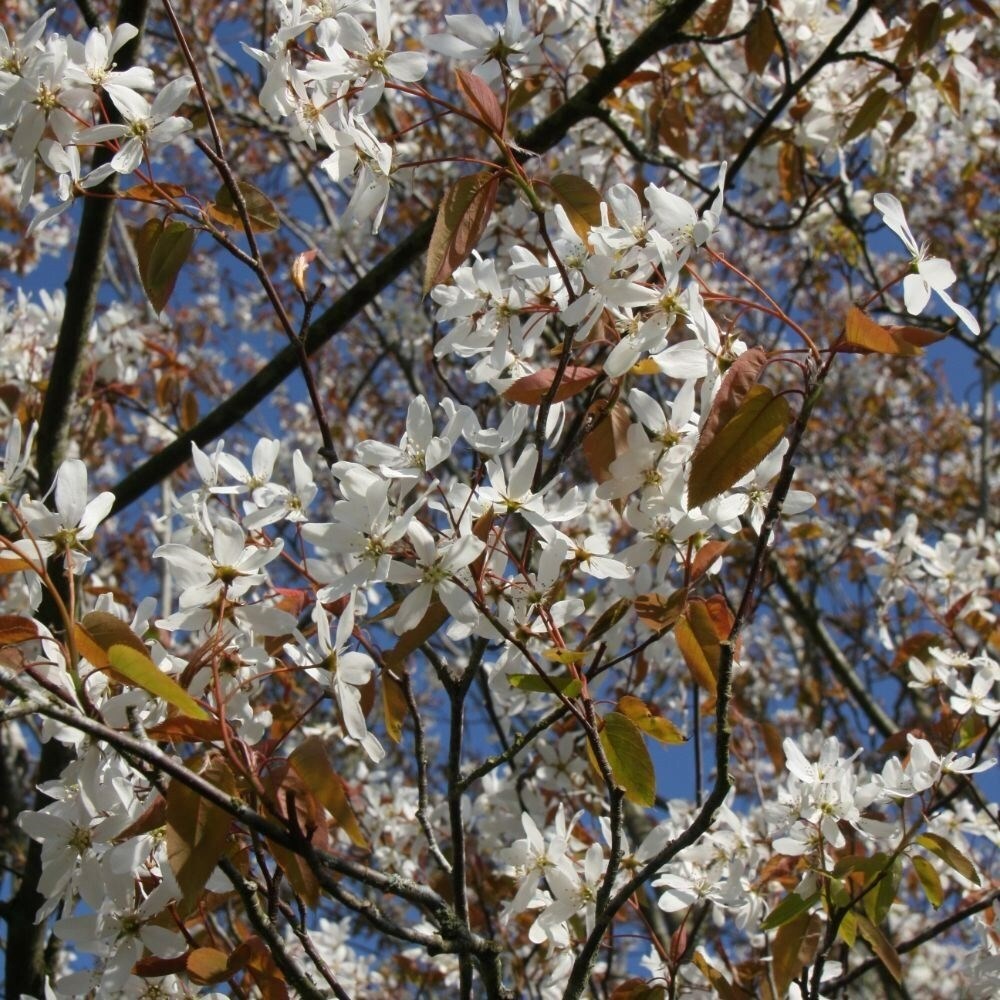 Amelanchier Laevis Snowflakes | Smooth Serviceberry