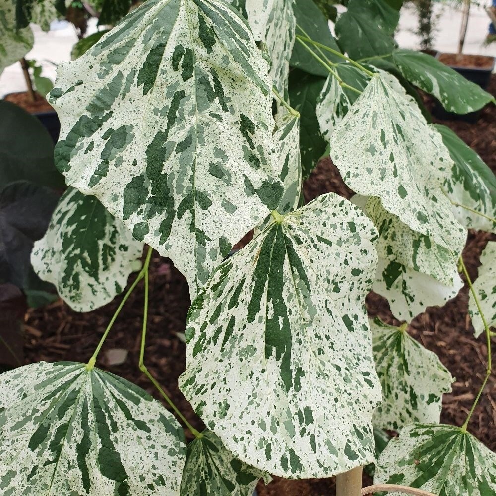 Cercis Canadensis Alley Cat | Redbud