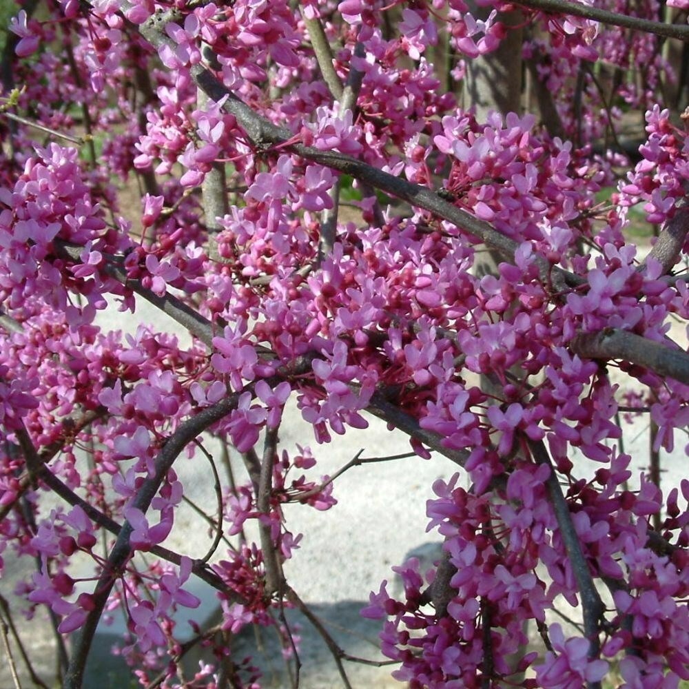 Cercis Canadensis Lavender Twist | Redbud
