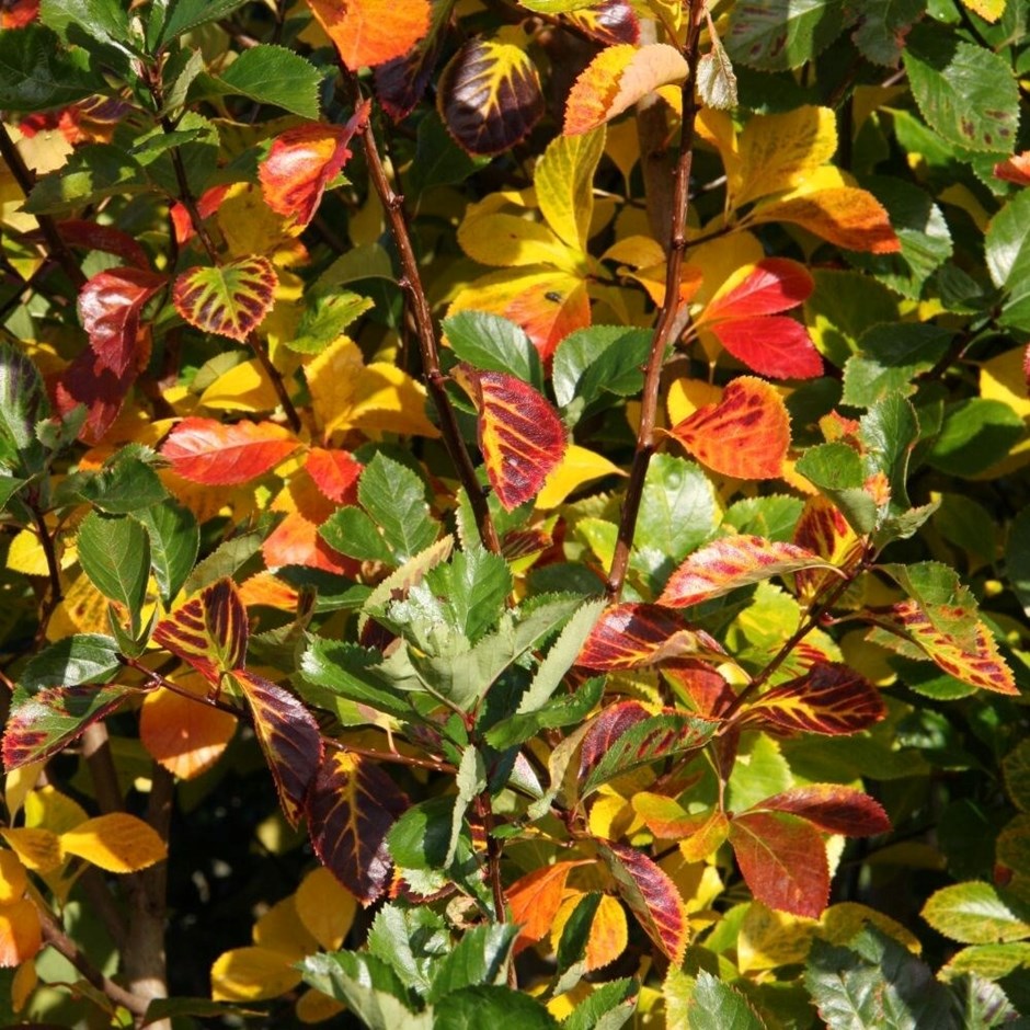 Crataegus Persimilis Prunifolia Splendens | Hawthorn