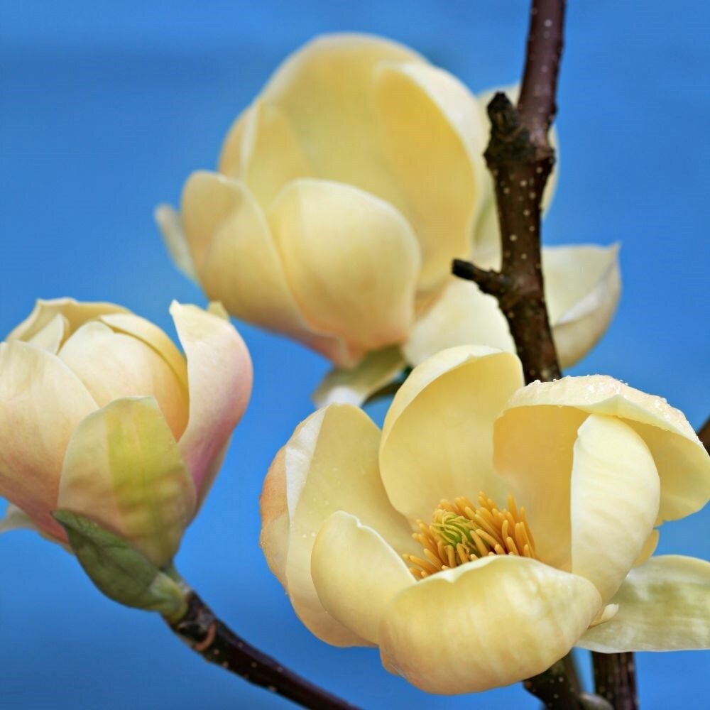 Magnolia Honey Tulip