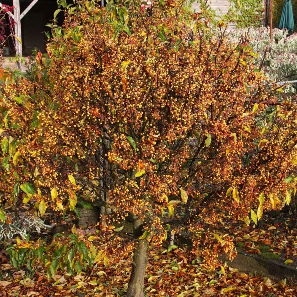 Malus Cinderella | Crab Apple