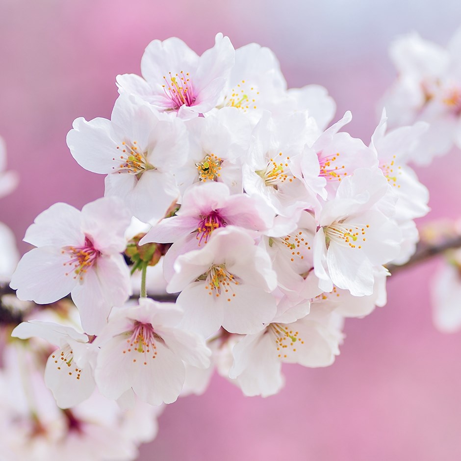Prunus × Yedoensis | Flowering Cherry Blossom Tree
