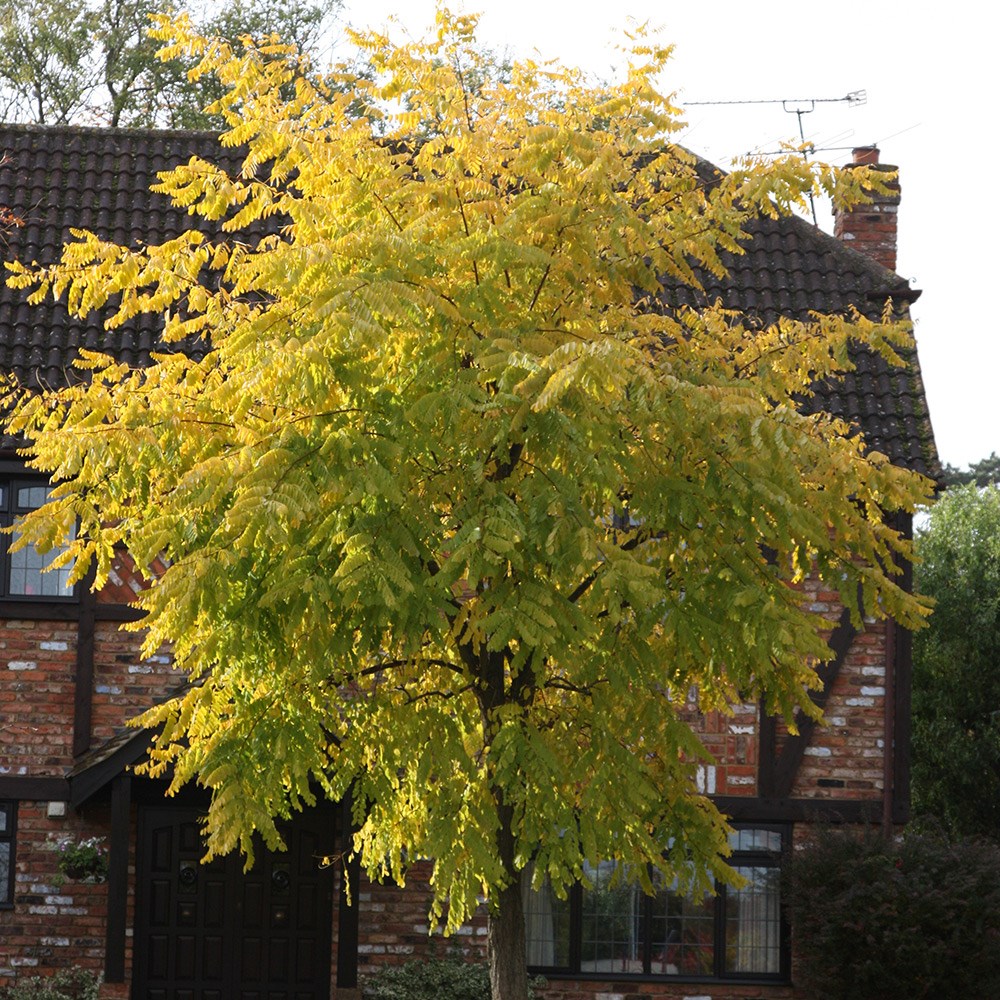 Robinia Pseudoacacia Frisia | False Acacia