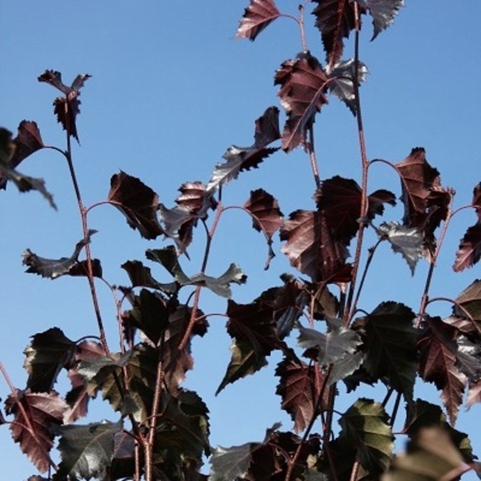 Betula Royal Frost | Purple Birch