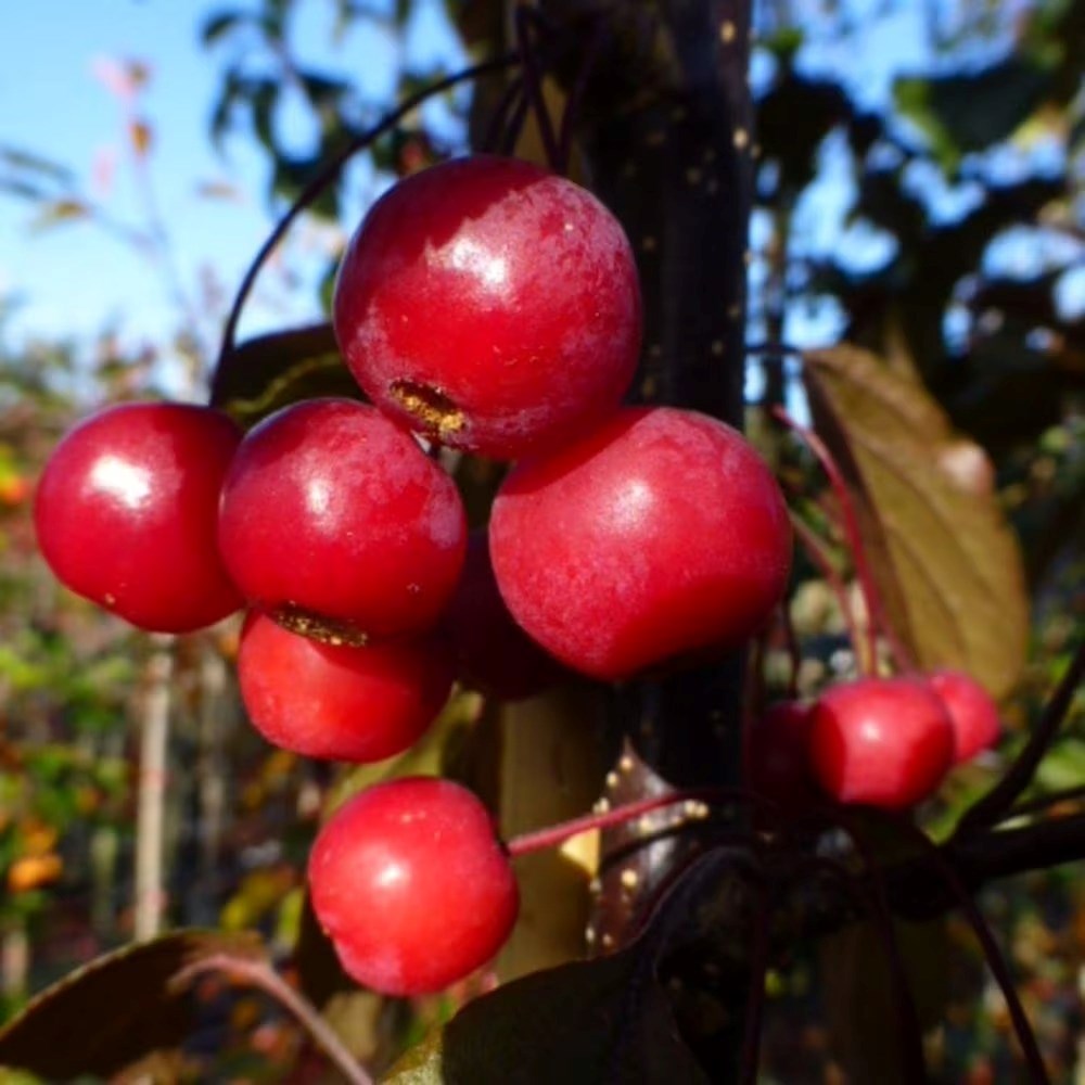 Malus Toringo Scarlett | Crab Apple