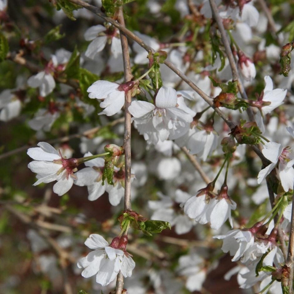 Prunus Frilly Frock | Weeping Cherry Blossom Tree