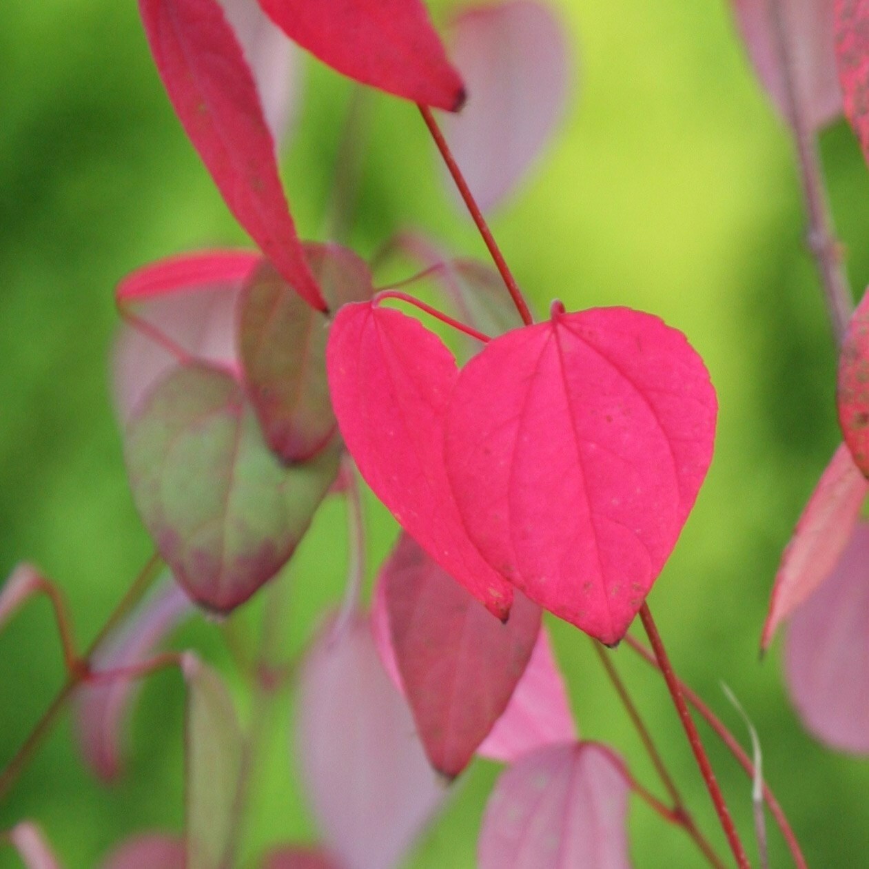 Cercidiphyllum Japonicum | Katsura Tree