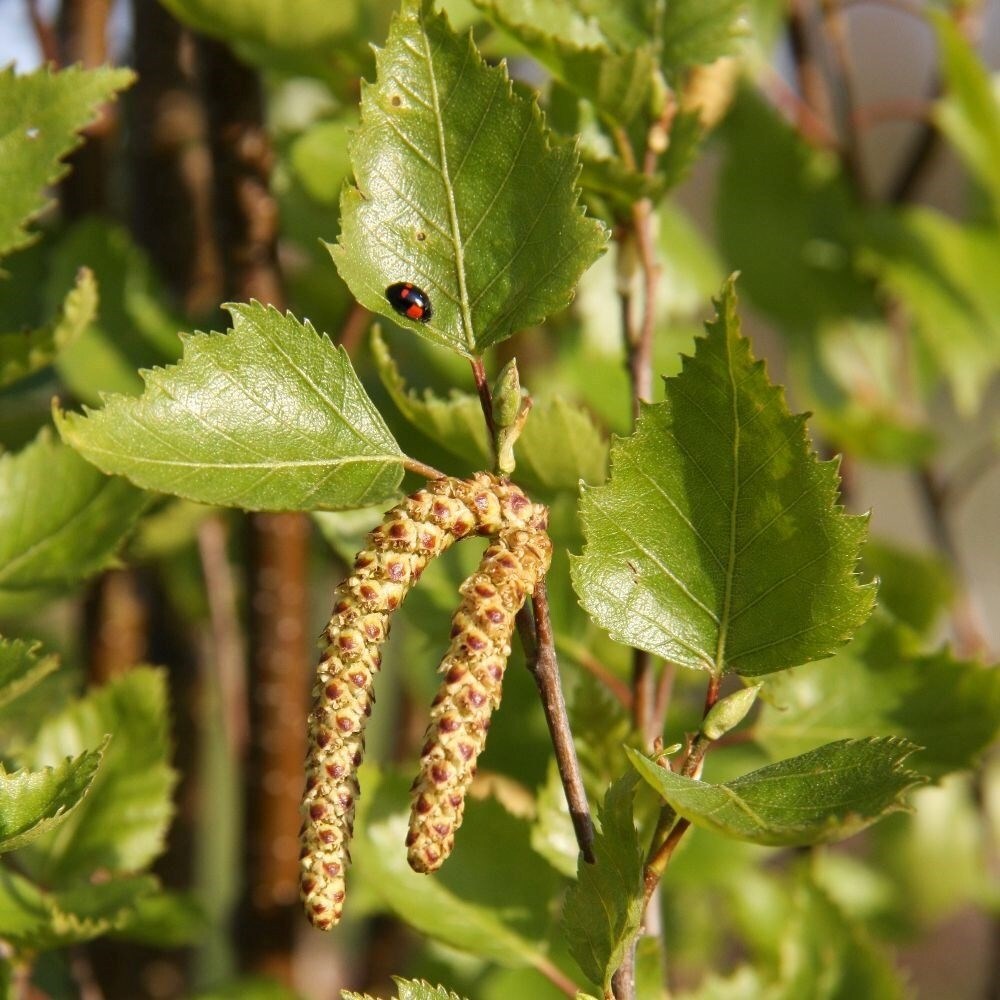 Betula Pendula Subsp. Pendula Fastigiata Joes | Silver Birch Fastigiata Joes