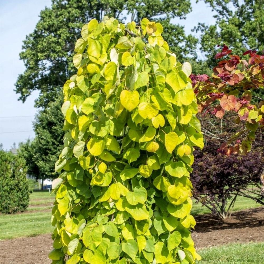 Cercis Canadensis Golden Falls | Redbud