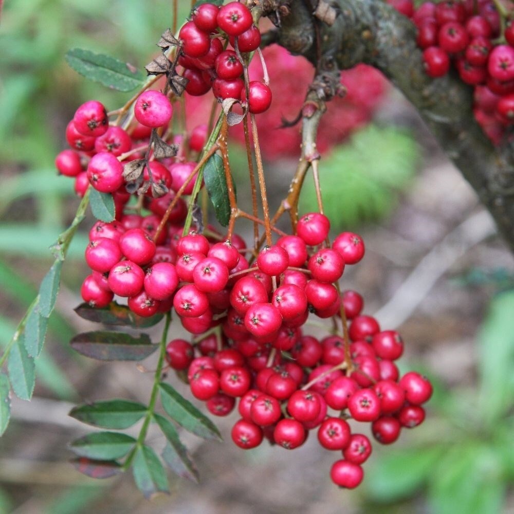 Sorbus Vilmorinii Pink Charm | Vilmorin Rowan
