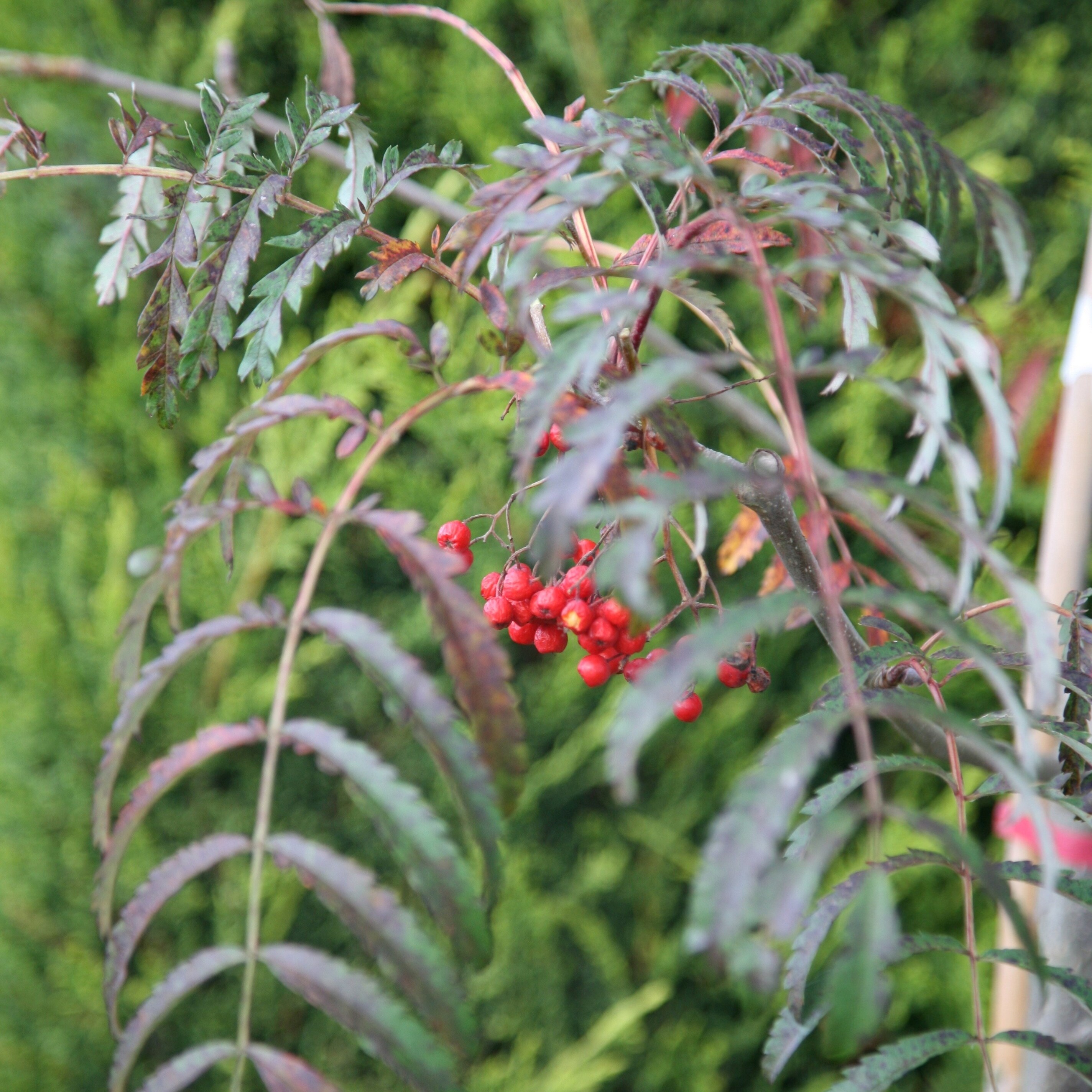 Sorbus Chinese Lace | Mountain Ash