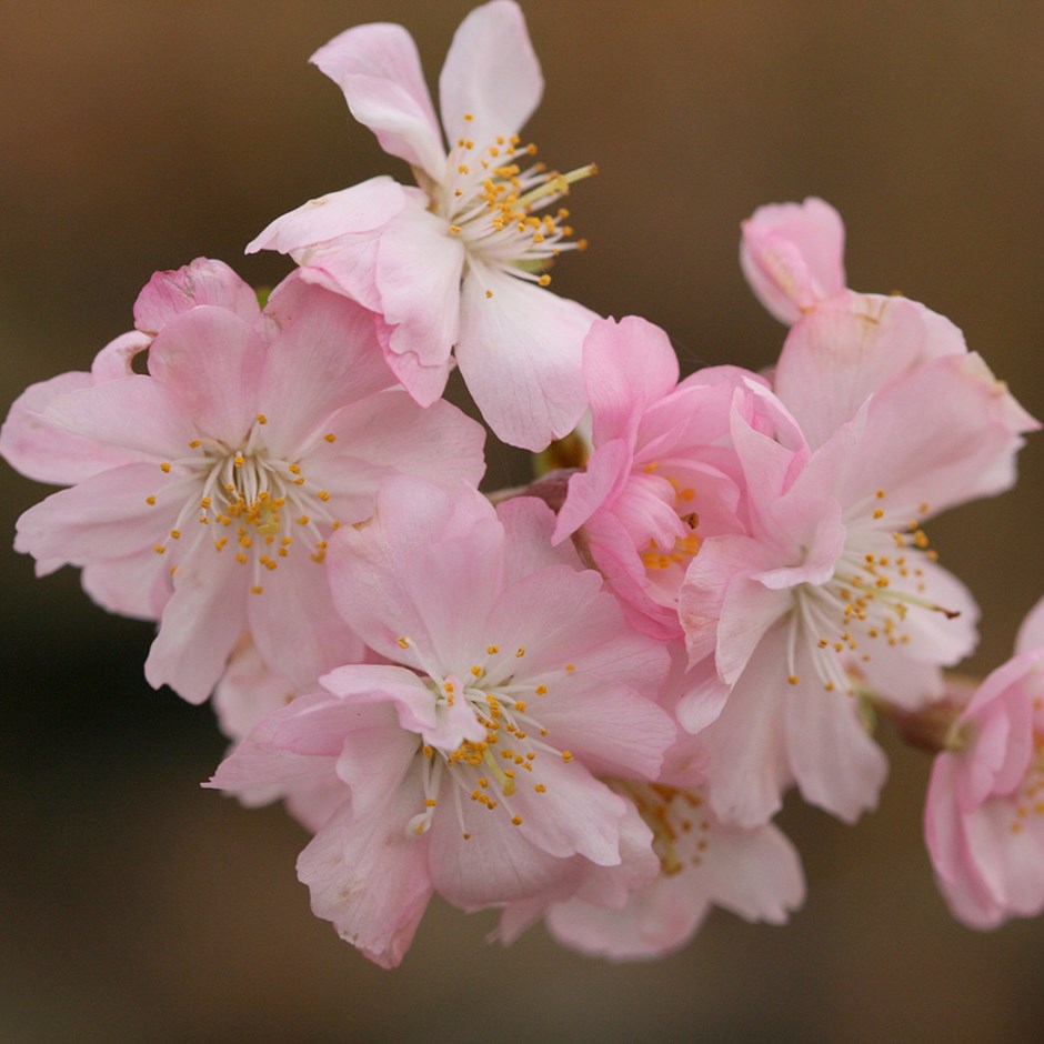 Prunus × Subhirtella Autumnalis Rosea | Pink Autumn Cherry Blossom Tree