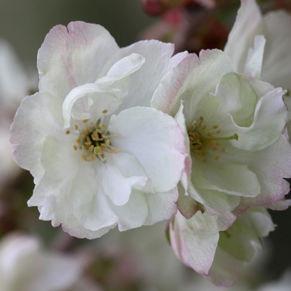 Prunus Ukon | Japanese Flowering Cherry Blossom Tree