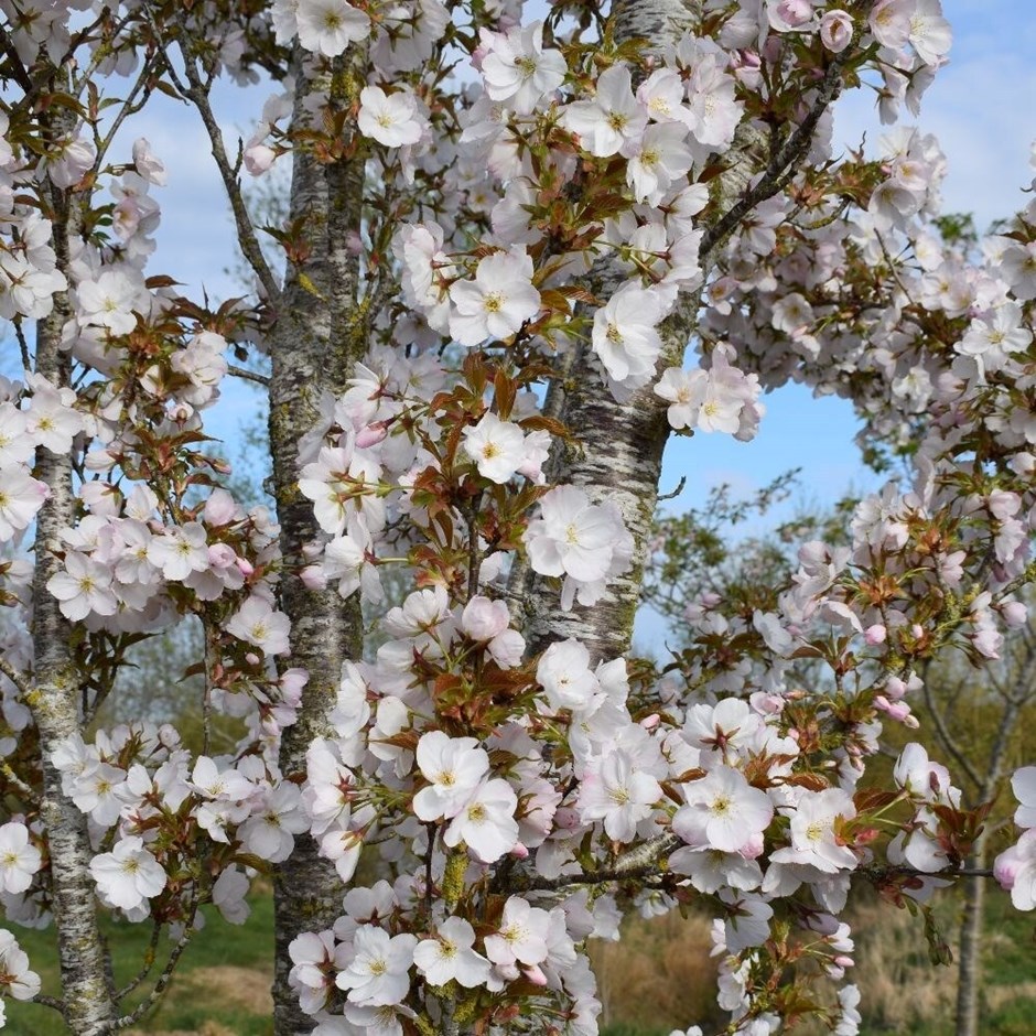 Prunus Sunset Boulevard | Flowering Cherry Blossom Tree