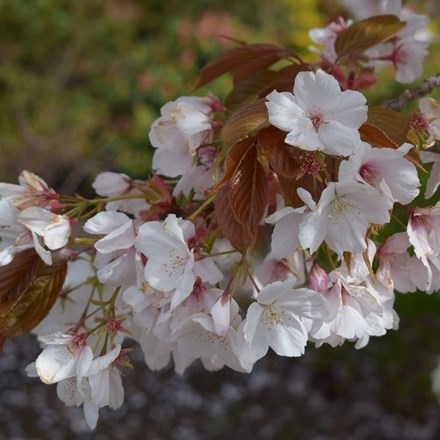 Prunus Chocolate Ice ('Matsumae-fuki')