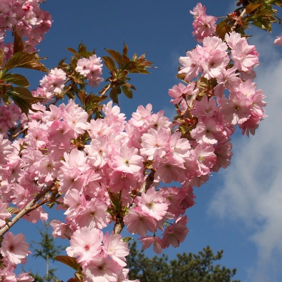 Prunus Beni-Yutaka | Ornamental Cherry Blossom Tree
