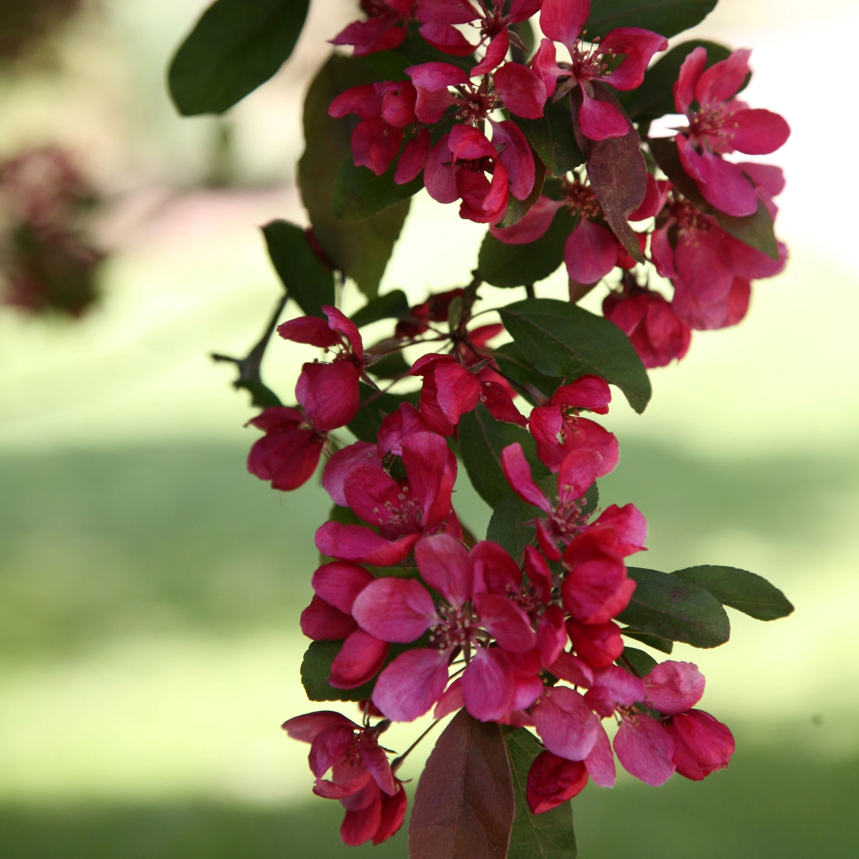Malus Directeur Moerlands | Crab Apple