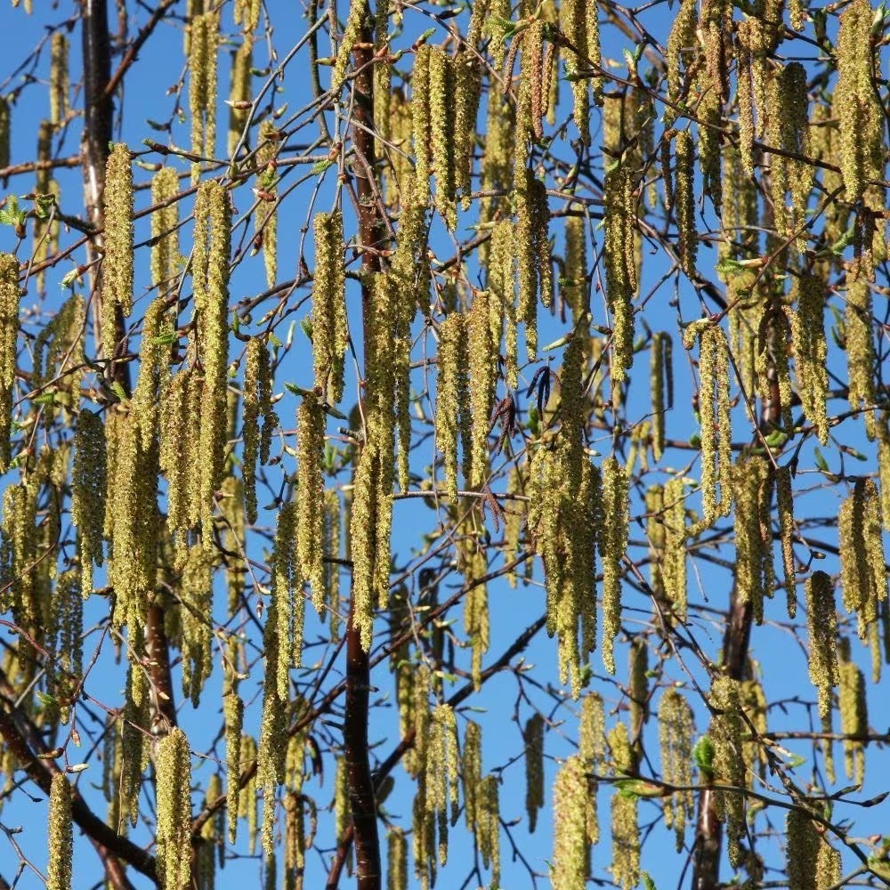 Betula Fascination | Birch