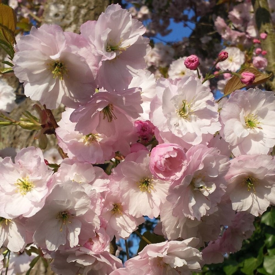 Prunus Ichiyo | Cherry Blossom Tree