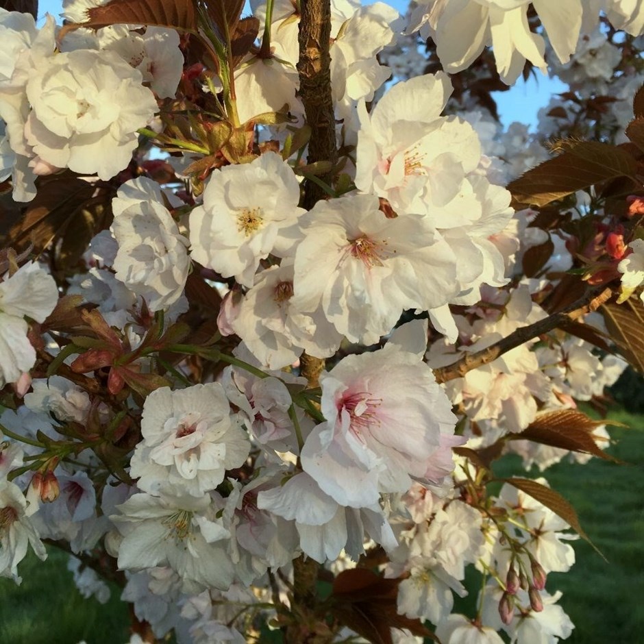 Prunus Shizuka | Flowering Cherry Blossom Tree