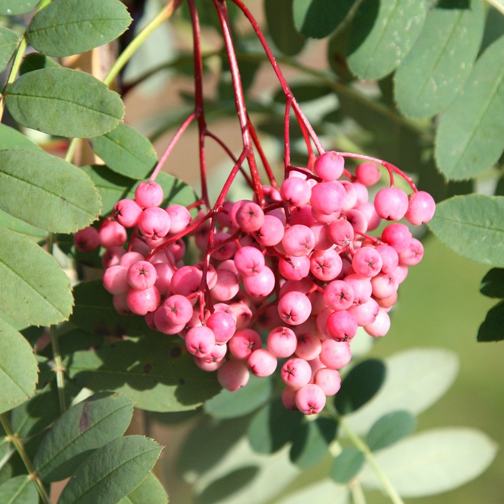 Sorbus Pseudohupehensis Pink Pagoda | Mountain Ash, Rowan