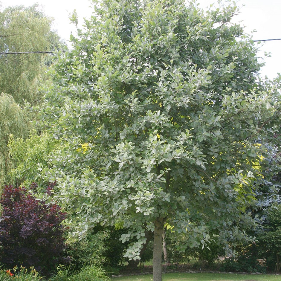 Sorbus Aria Lutescens | Whitebeam