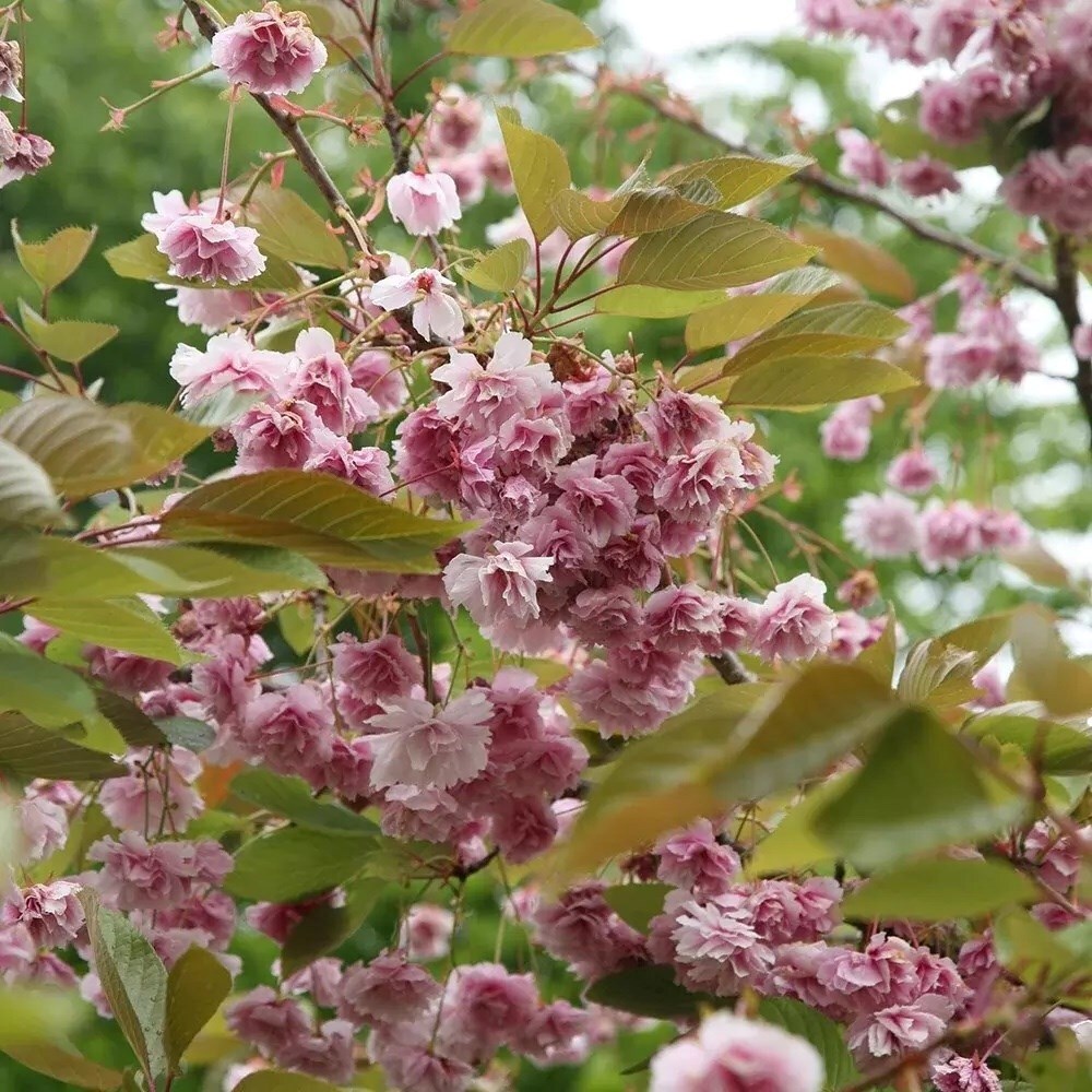 Prunus Kofugen | Japanese Flowering Cherry Blossom Tree