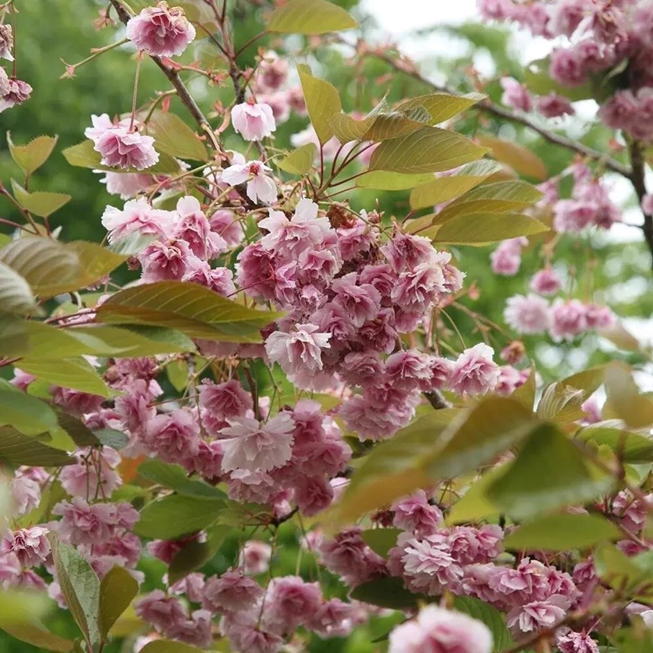 Prunus Kofugen | Japanese Flowering Cherry Blossom Tree