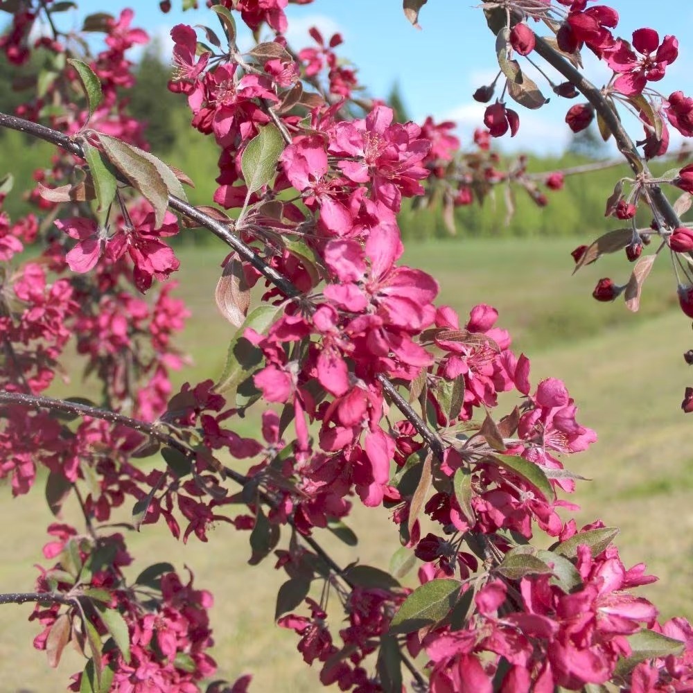 Crataegus × Media Pauls Scarlet | Hawthorn