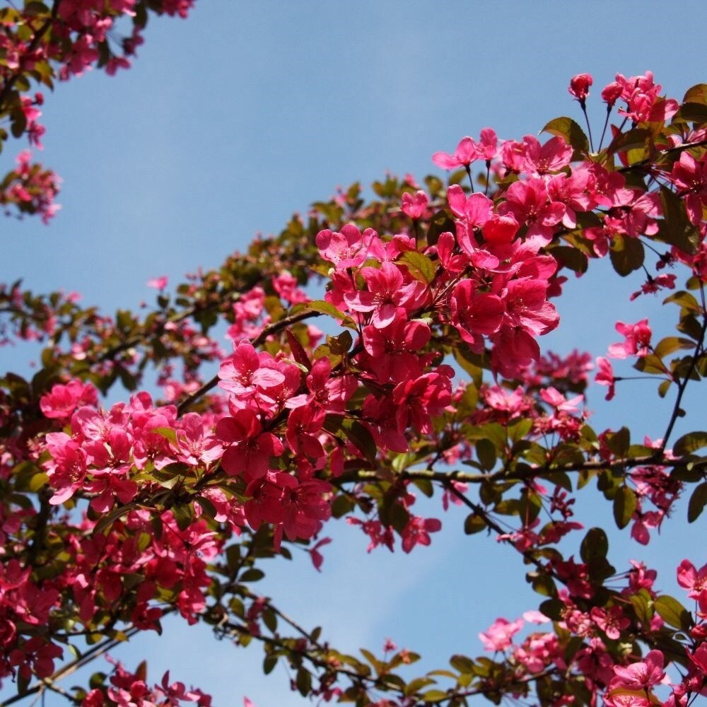 Malus Prairie Fire | Crab Apple