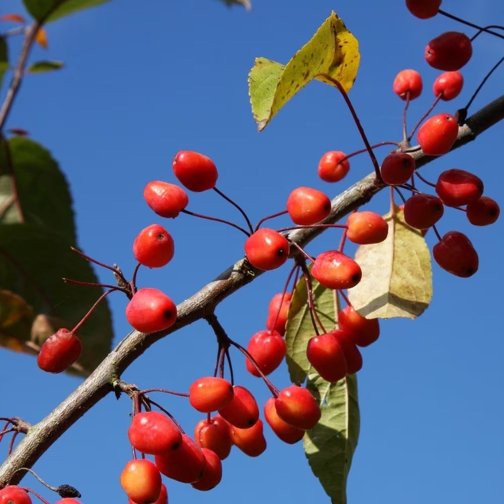 Malus Indian Magic | Crab Apple