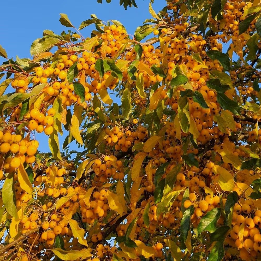 Malus Comtesse De Paris | Crab Apple