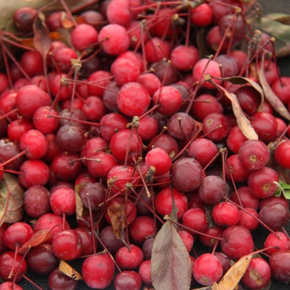 Malus Princeton Cardinal | Crab Apple