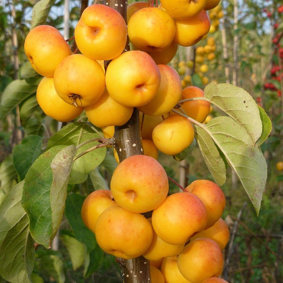 Malus Butterball | Crab Apple