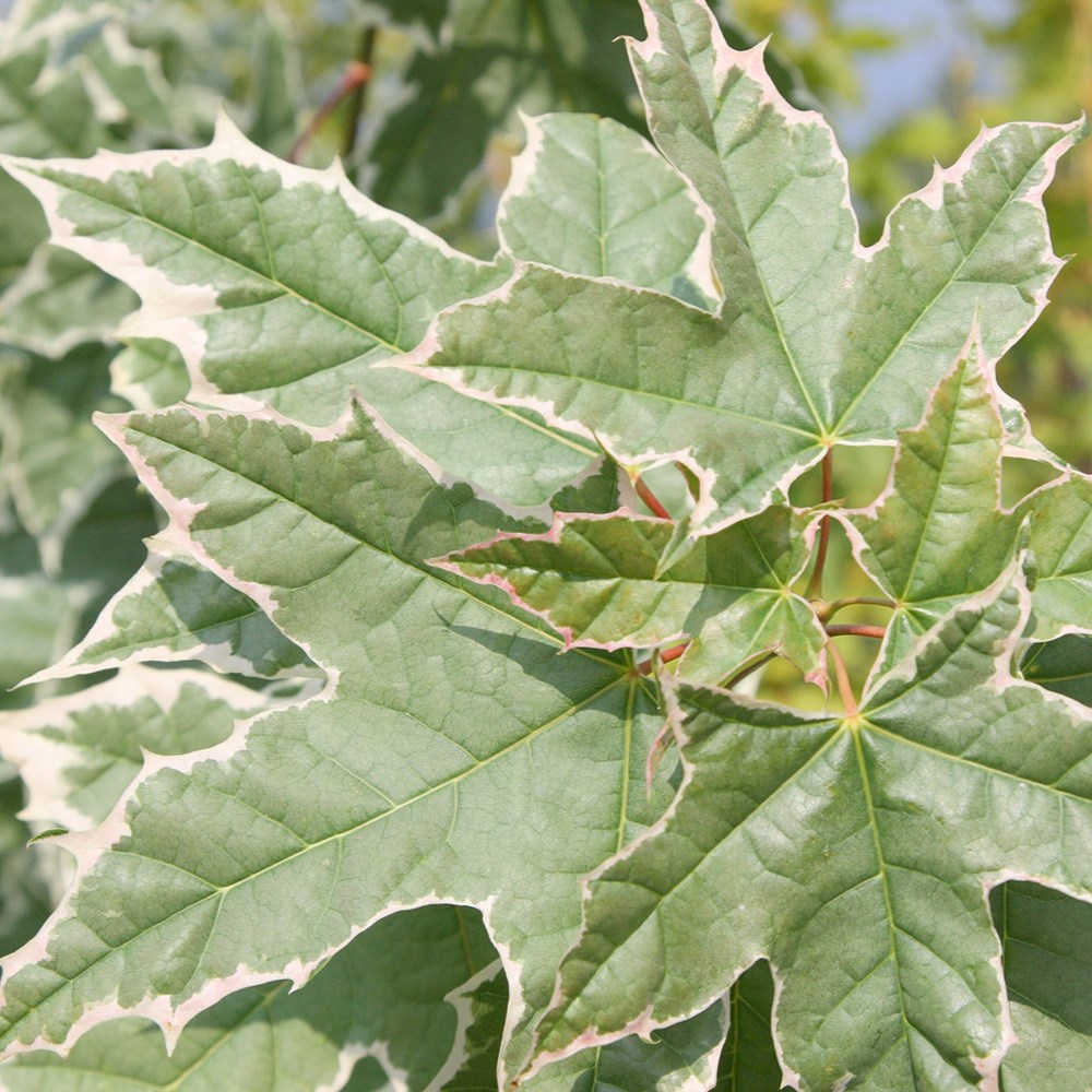 Acer Platanoides Drummondii | Norway Maple