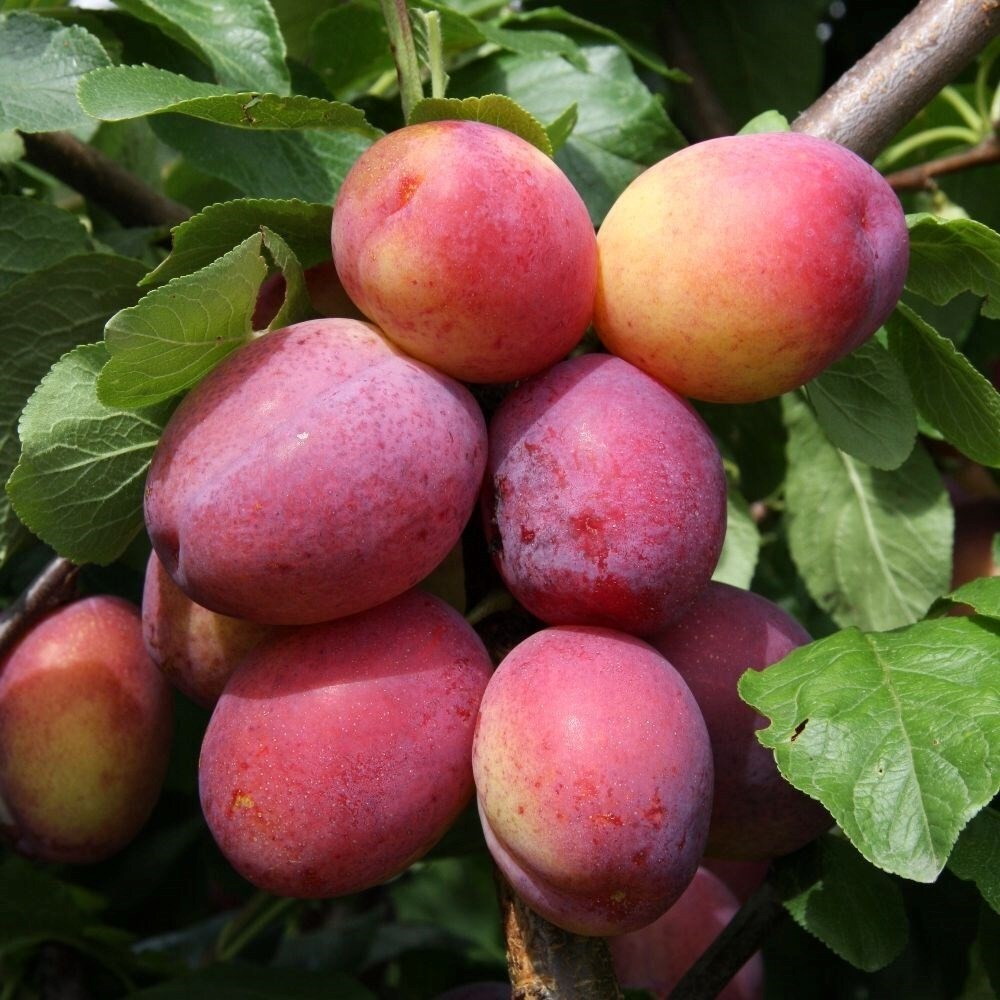 Plum Victoria
