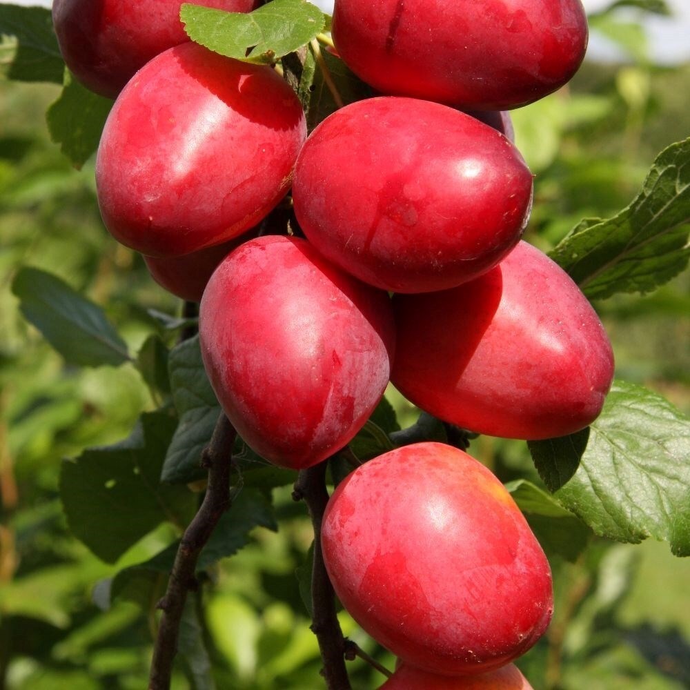 Plum Mirabelle Ruby Columnar