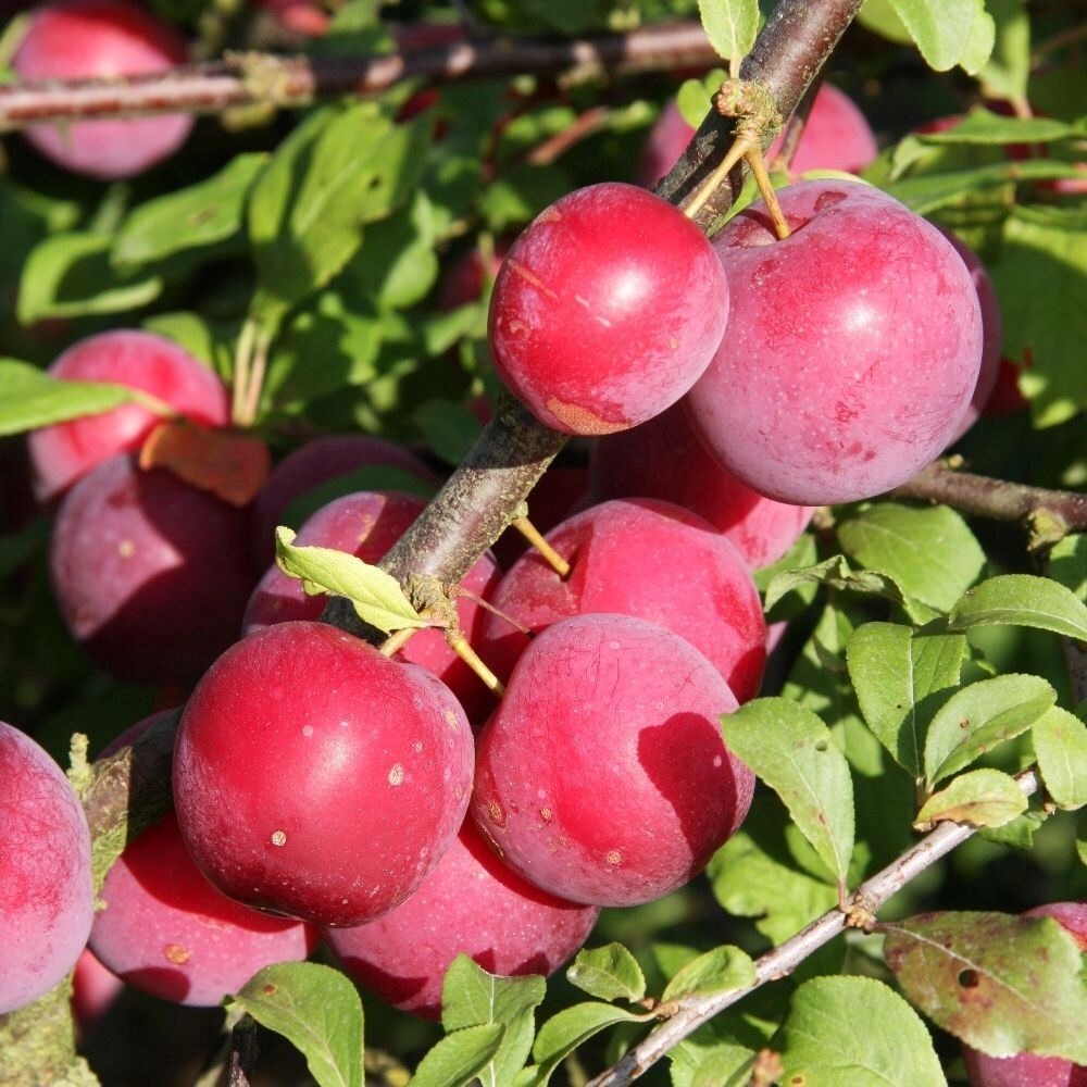 Plum Mirabelle Countess | Red Countess