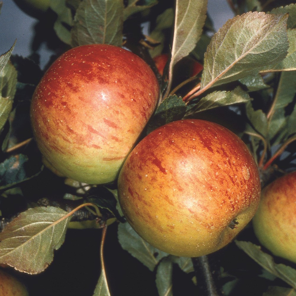 Apple Sunset | Eating / Dessert Apple