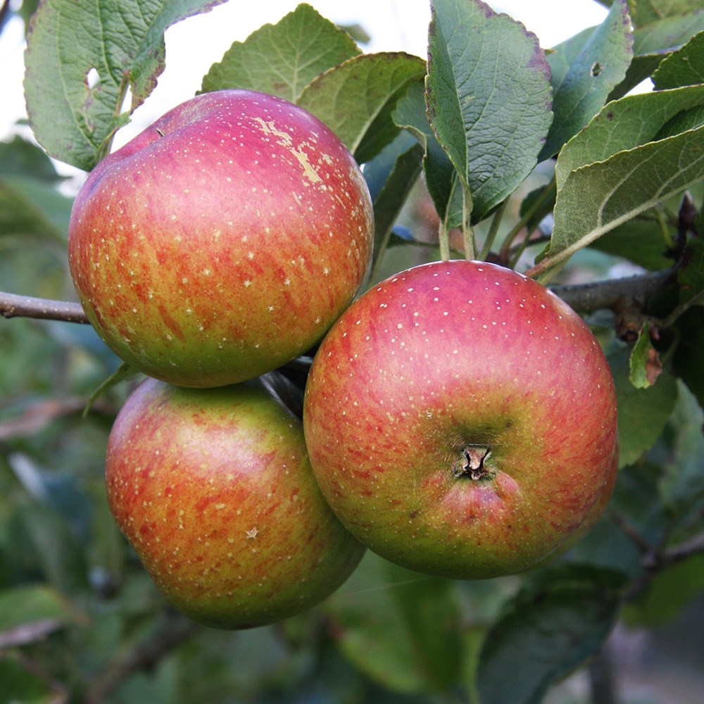 Apple Lord Lambourne | Eating / Dessert Apple