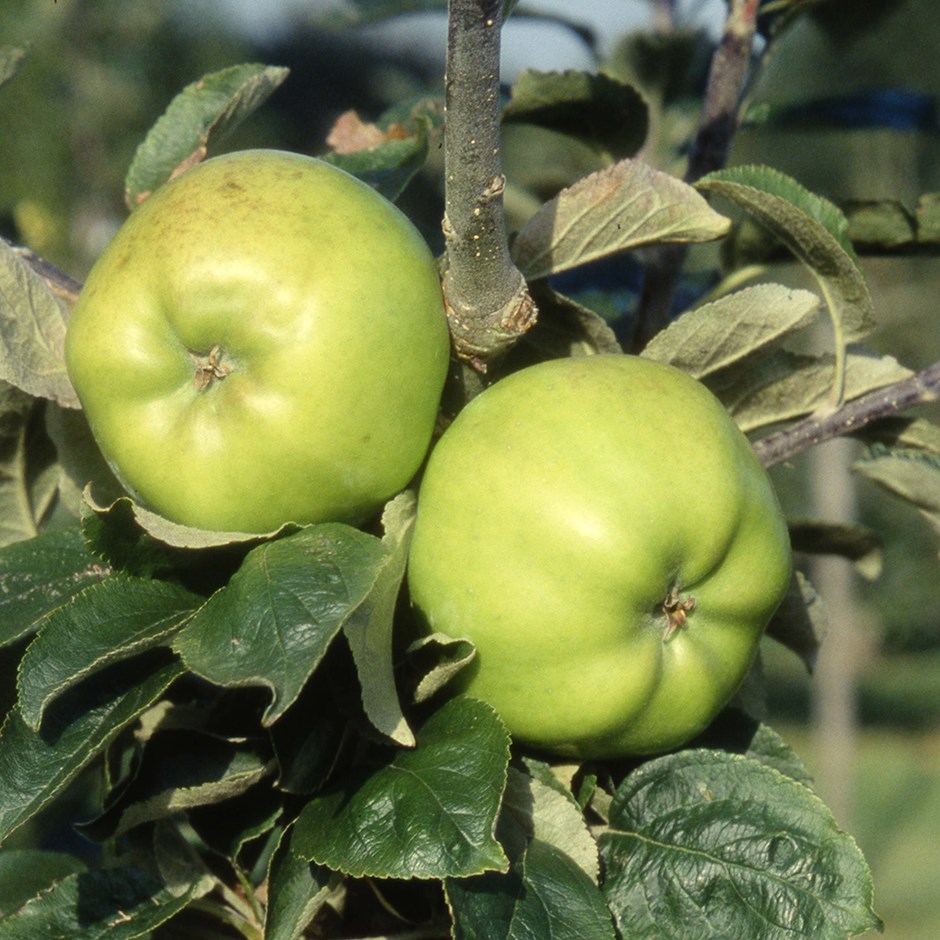 Apple Lord Derby | Cooking Apple