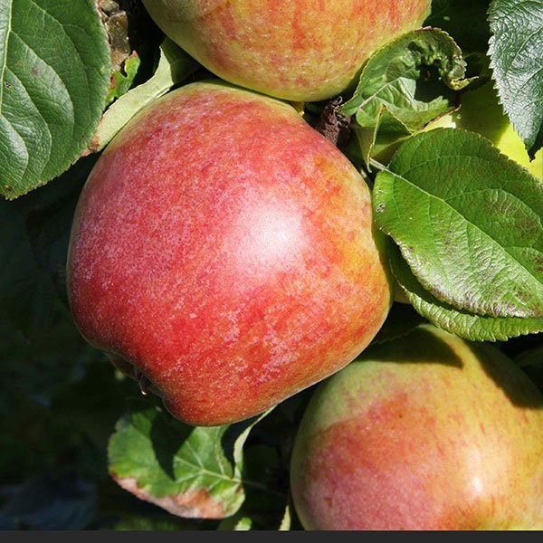Apple Howgate Wonder | Cooking Apple