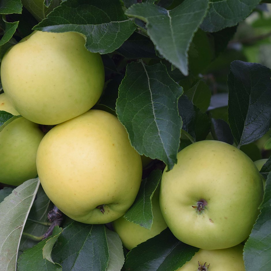 Apple Greensleeves | Eating / Dessert Apple