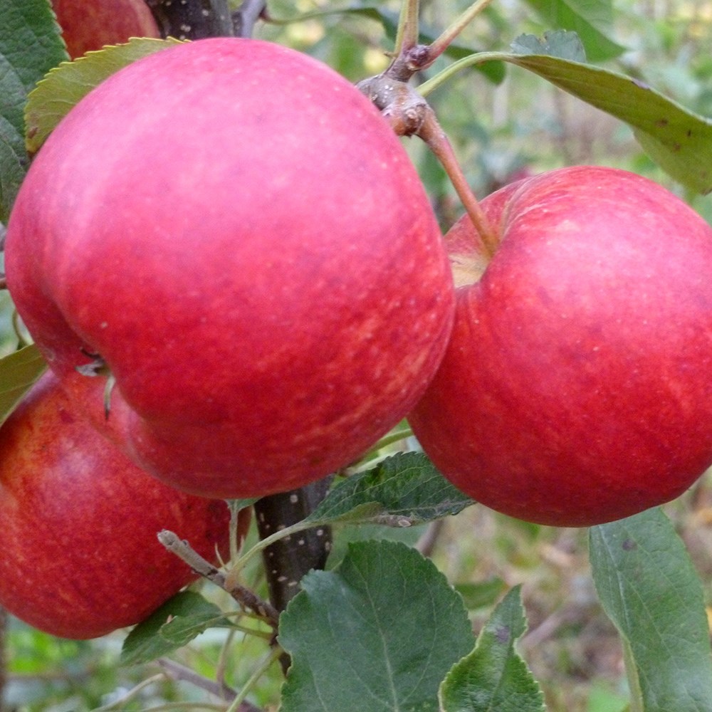 Apple Gala | Eating / Dessert Apple