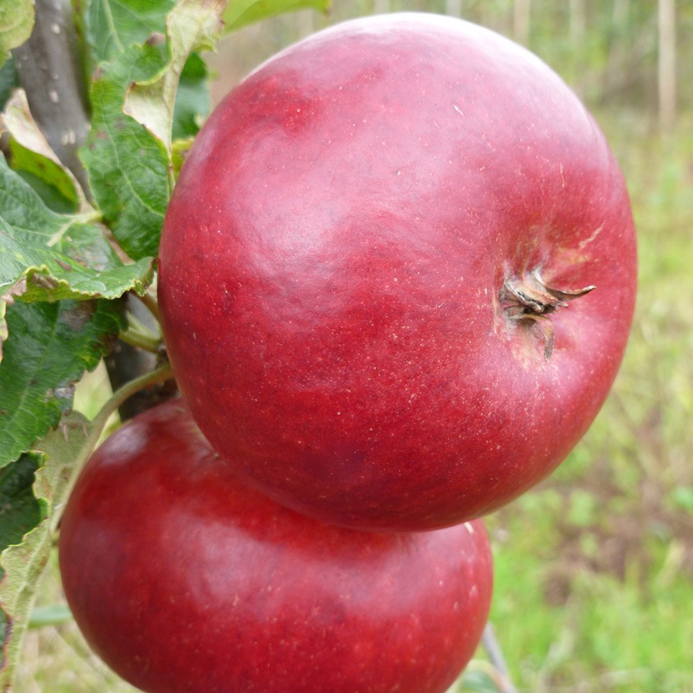 Apple Fiesta | Eating / Dessert Apple