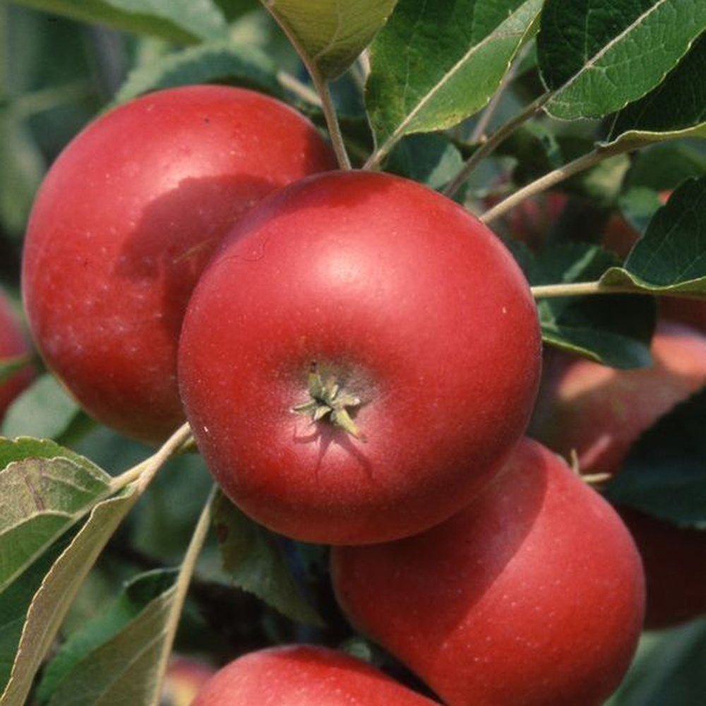 Apple Discovery | Eating / Dessert Apple