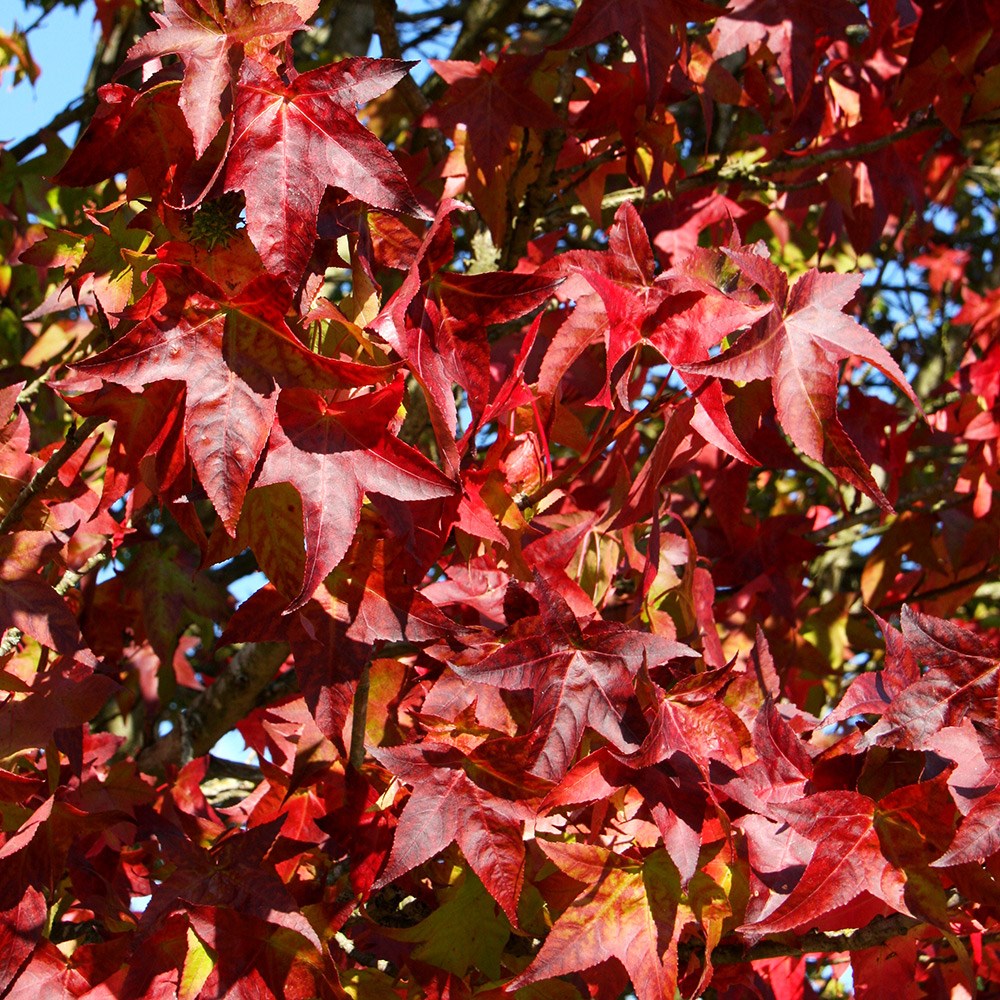 Liquidambar Styraciflua Lane Roberts | Sweet Gum