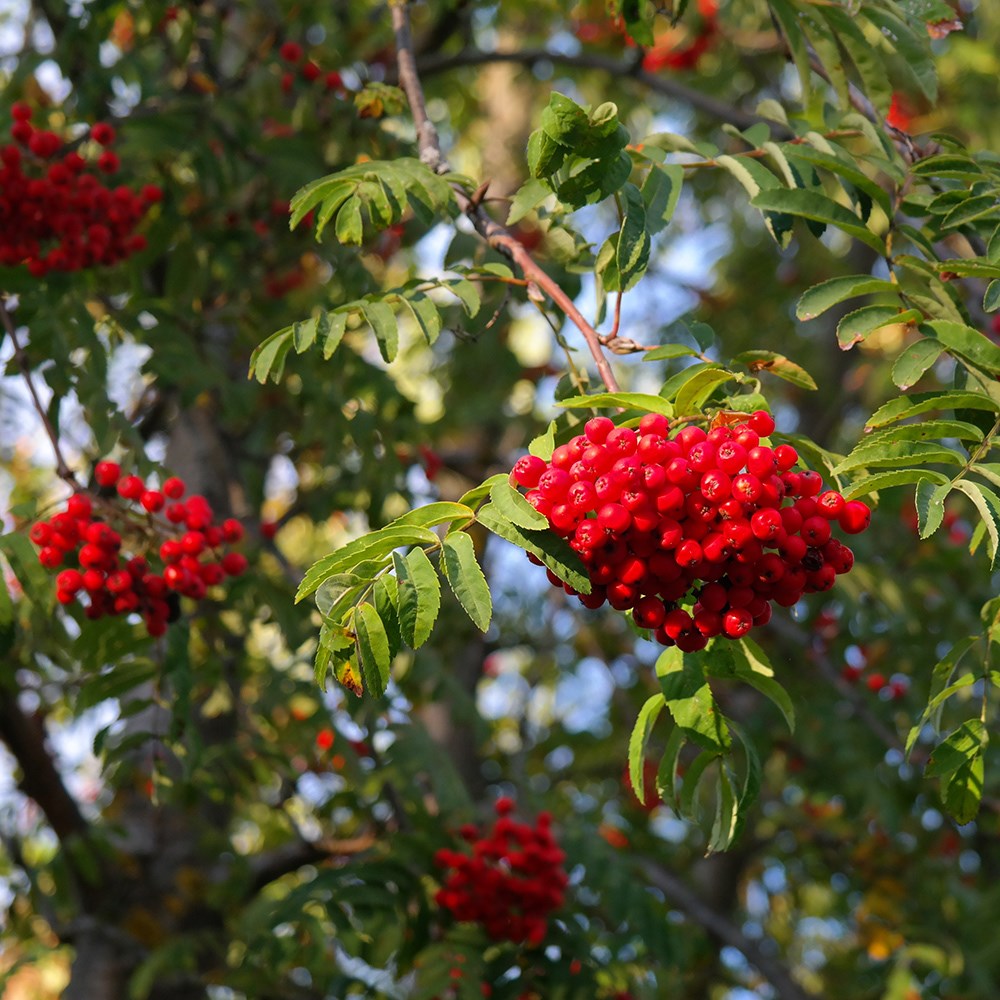 Sorbus Aucuparia Cardinal Royal