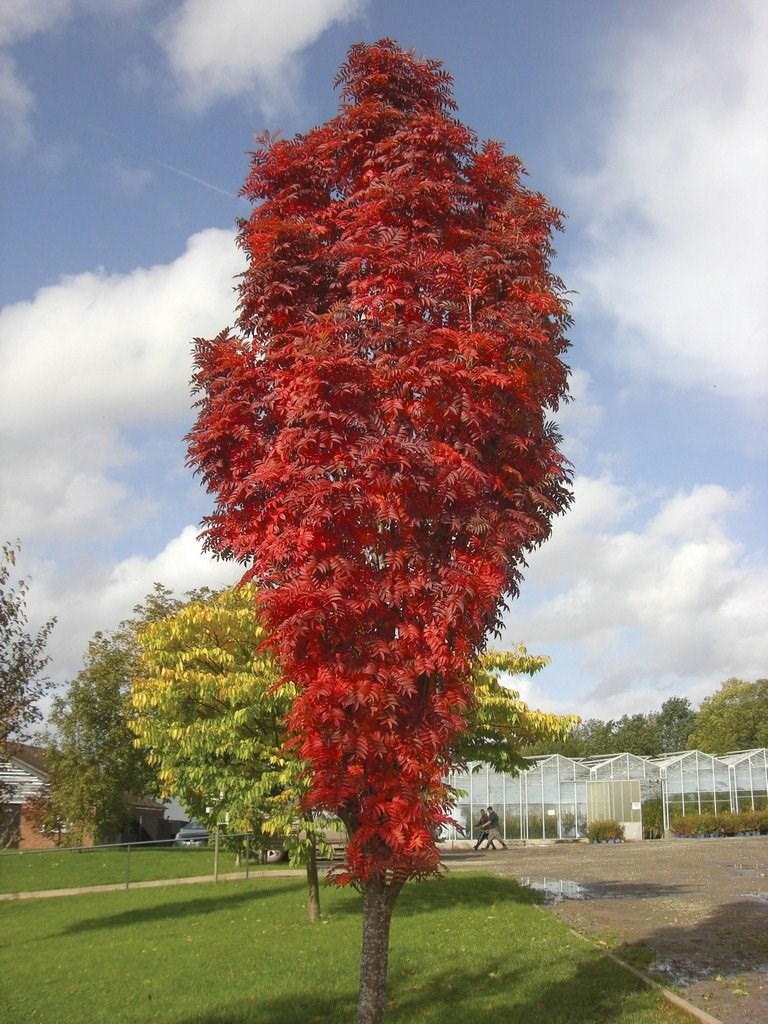 Sorbus Autumn Spire | Mountain Ash or Rowan